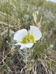 Calochortus gunnisonii