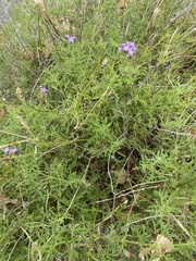 Verbena lasiostachys