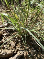 Tridens albescens