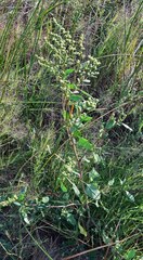Chenopodium berlandieri