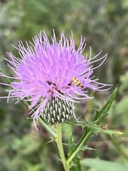 Cirsium altissimum