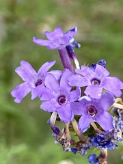 Verbena lasiostachys