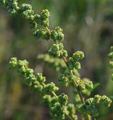 Chenopodium berlandieri