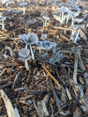 Coprinopsis lagopus
