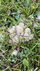 Lycoperdon marginatum