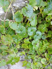 Glechoma hederacea