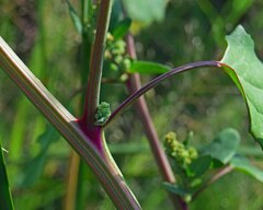 Chenopodium berlandieri