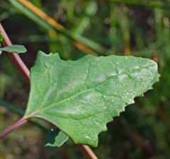 Chenopodium berlandieri