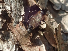 Phorinae