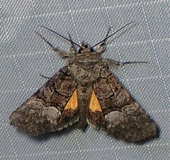 Pseudanarta flavidens