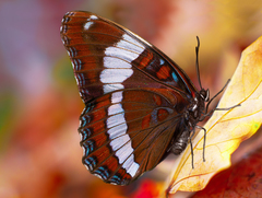 Limenitis arthemis arthemis