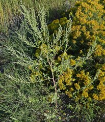 Chenopodium berlandieri