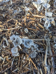 Coprinopsis lagopus