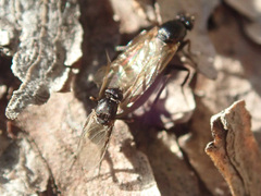 Phorinae