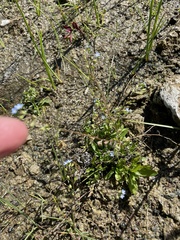 Myosotis laxa
