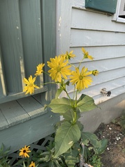 Silphium perfoliatum