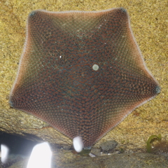 Patiriella regularis
