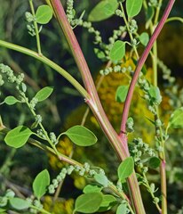 Chenopodium berlandieri