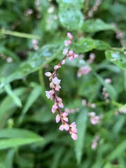 Persicaria posumbu
