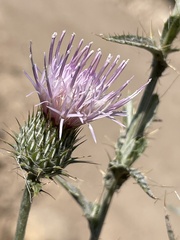 Cirsium undulatum