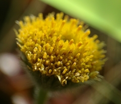 Erigeron supplex