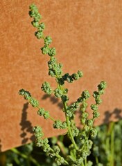 Chenopodium berlandieri