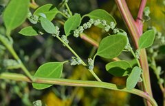 Chenopodium berlandieri