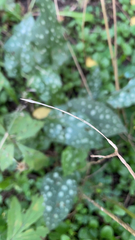Pulmonaria officinalis
