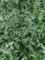 Persicaria posumbu