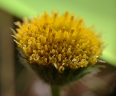 Erigeron supplex