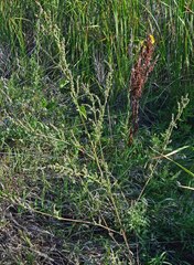 Chenopodium berlandieri