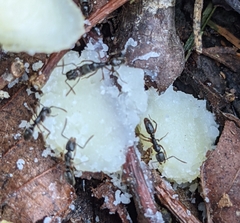 Brachyponera chinensis