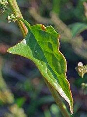 Chenopodium berlandieri