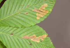 Cameraria aesculisella
