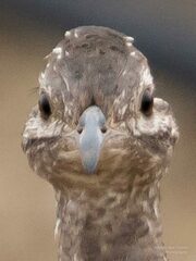 Nothoprocta perdicaria