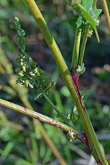 Chenopodium berlandieri