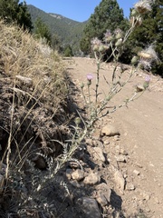 Cirsium undulatum