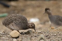 Nothoprocta perdicaria