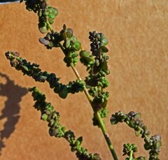 Chenopodium berlandieri