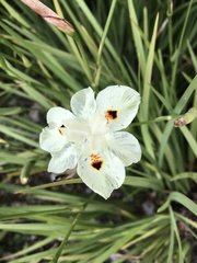 Dietes