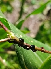 Brachyplatys subaeneus