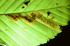 Cameraria aesculisella