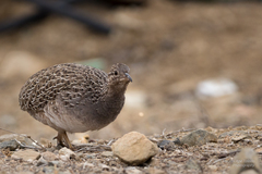 Nothoprocta perdicaria