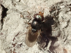 Limosininae