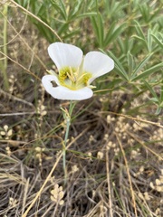 Calochortus gunnisonii