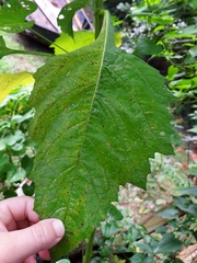 Nicandra physalodes