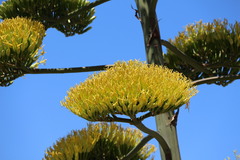 Agave americana image