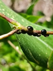 Brachyplatys subaeneus