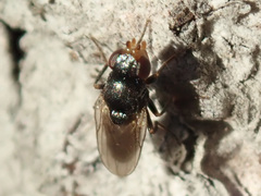 Limosininae
