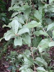 Elaeagnus umbellata